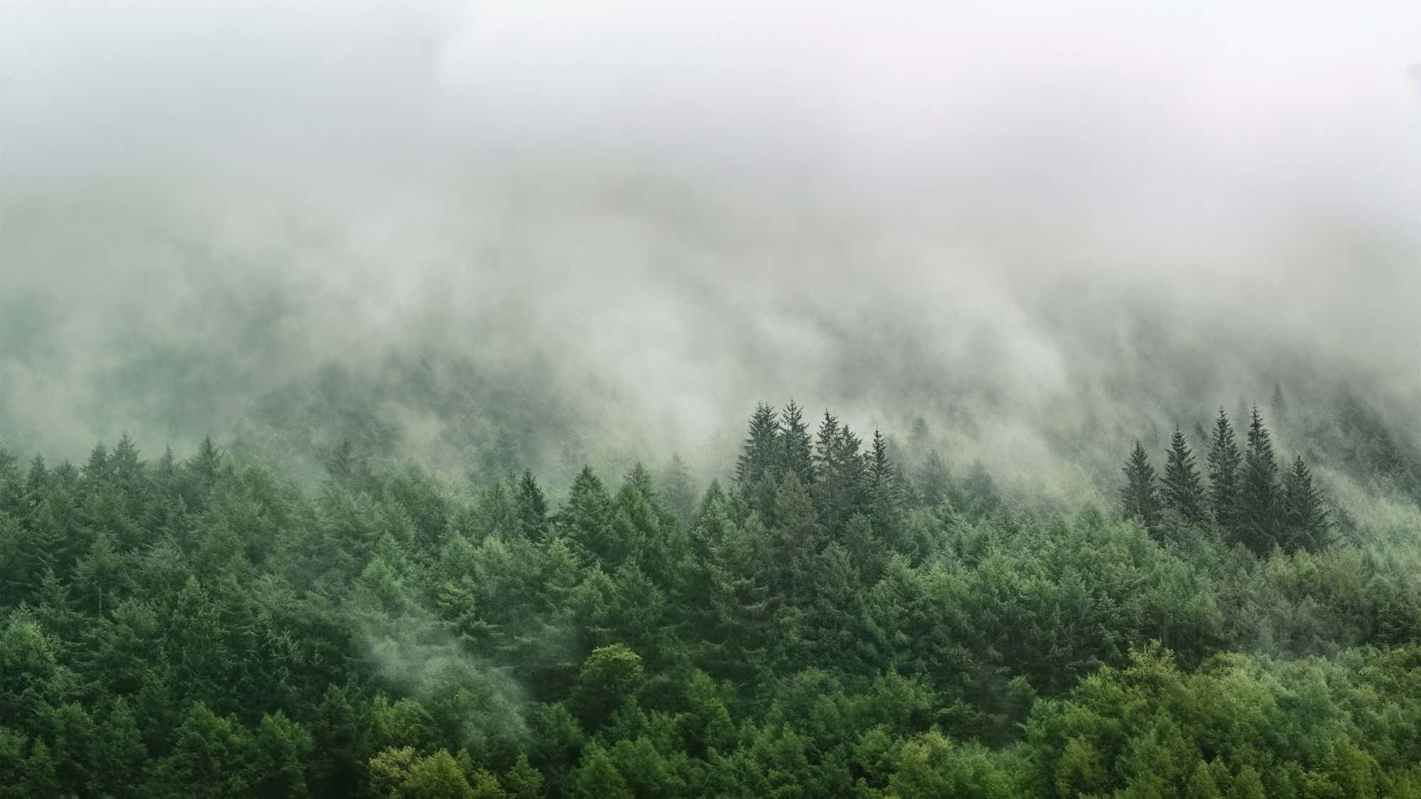 Forêt de conifères dans la brume, puits de carbone naturel